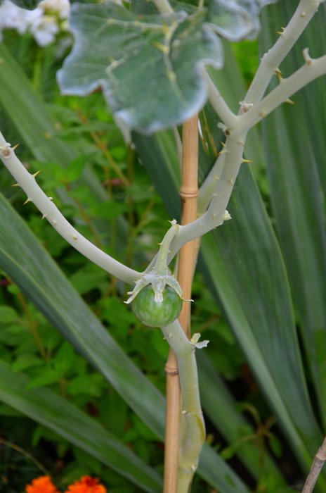Solanum marginatum (2)